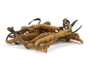 El Cordyceps en la tratamiento de cancer