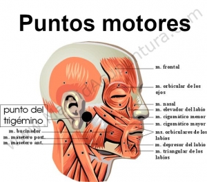 Madrid-Acupuntura-Puntos motores